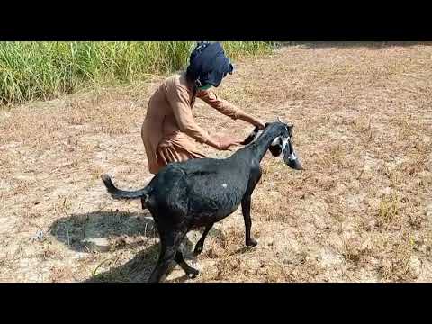 Man Playing With Goat And Eating Grass || Cute Animals
