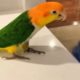 Man brings home a parrot. Now he can't use his kitchen counter.