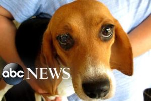 Massive beagle rescue