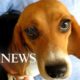 Massive beagle rescue