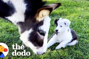 Mini Donkey Is Total Chaos And Her Puppy Friend Loves It | The Dodo Odd Couples
