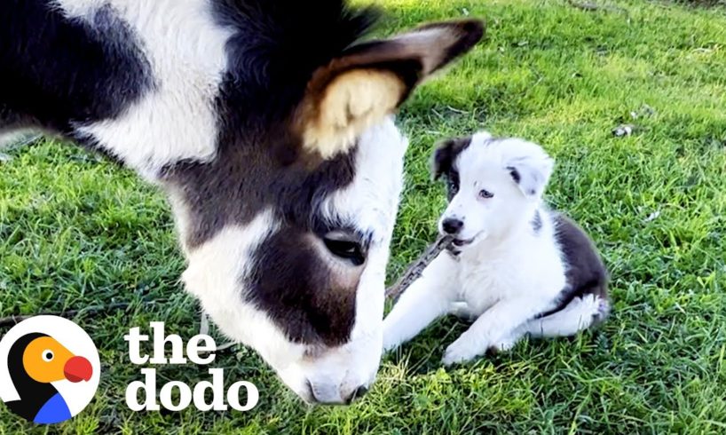 Mini Donkey Is Total Chaos And Her Puppy Friend Loves It | The Dodo Odd Couples