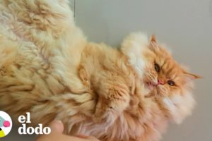 Mira a este gatito escuálido y herido convertirse en el gato más esponjoso | El Dodo