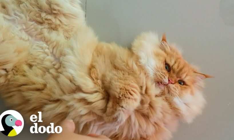 Mira a este gatito escuálido y herido convertirse en el gato más esponjoso | El Dodo