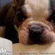 Mira este bulldog francés de cinco libras convertirse en un gremlin | Pequeño y Valiente | El Dodo