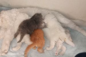 Mom Cat gets angry because her 5 kittens don't stop sucking milk