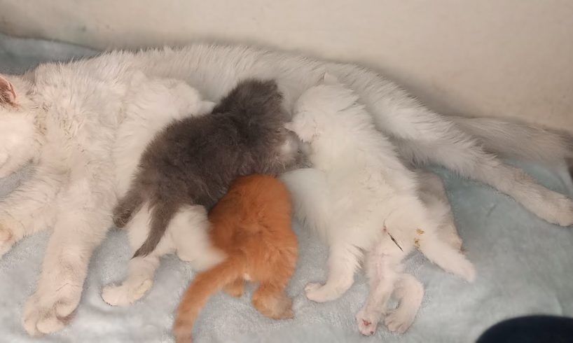 Mom Cat gets angry because her 5 kittens don't stop sucking milk