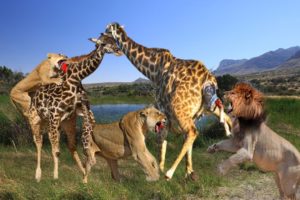 Most Unmerciful Combat Between Hungry Lions And Giraffe  | Wild Animal Fights in Africa