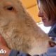 Mujer le canta a una vaca rescatada y la conquista | El Dodo