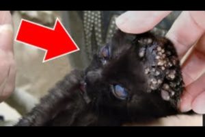 NOO! Removal Thousands Of MAGGOTS From Kitten! Remove MAΝGOWORMS & Animal Rescue!