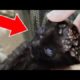 NOO! Removal Thousands Of MAGGOTS From Kitten! Remove MAΝGOWORMS & Animal Rescue!