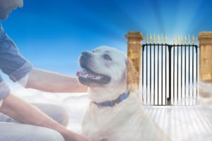 Near Death Experience: I Died And Saw My Dog On The Other Side | NDE