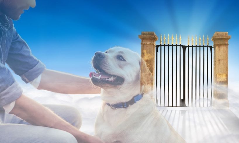 Near Death Experience: I Died And Saw My Dog On The Other Side | NDE