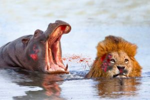 OMG : Angry Hippo Attack  Lion Crossing The River | Craziest Animal Fights