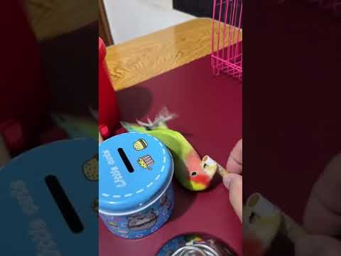 OMG!🦜Smart Parrots Video (2022) Baby Animals Video 2022|  Amazing Parrot Video#trainingbird💥