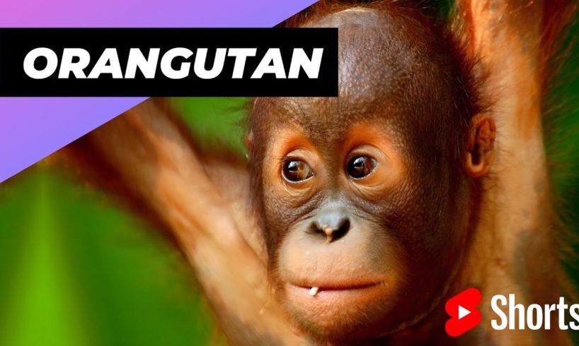 Orangutan 🦧 One Of The Most Intelligent Animals In The World #shorts #orangutan #intelligentanimals