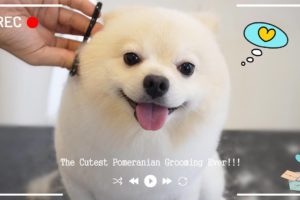 Original Pomeranian Puppy Grooming - The Cutest Dog In The World