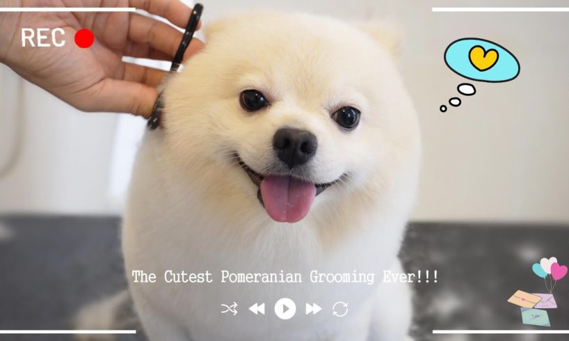 Original Pomeranian Puppy Grooming - The Cutest Dog In The World