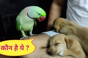 Pablo Parrot Vs Cute puppies - koun aaya mere Ghar😍