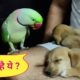 Pablo Parrot Vs Cute puppies - koun aaya mere Ghar😍