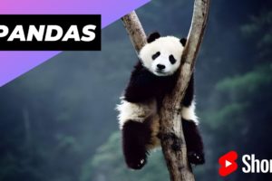 Pandas 🐼 One Of The Cutest But Dangerous Animals In The World #shorts