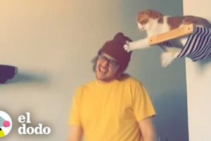 Papá le construye a su gato su propio gimnasio | Cat Crazy | El Dodo