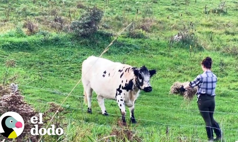 Pareja encuentra una vaca aterrorizada en su nueva casa y gana su confianza | El Dodo