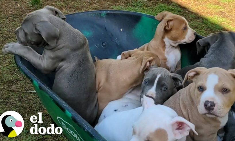 Pareja no tiene idea de que su perrita de paso está embarazada con toneladas de cachorros | El Dodo