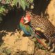 Parrot Got Doomed! Rare Animal Fights Caught on Camera