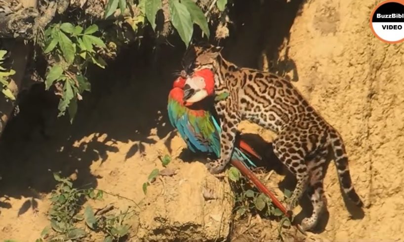 Parrot Got Doomed! Rare Animal Fights Caught on Camera