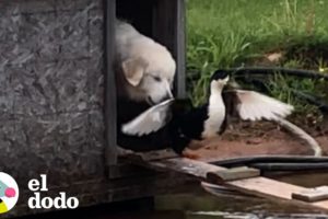 Pato sigue a su perro hermano por todas partes | Parejas Disparejas | El Dodo