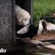 Pato sigue a su perro hermano por todas partes | Parejas Disparejas | El Dodo