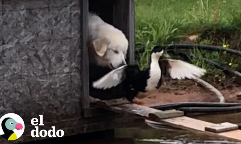 Pato sigue a su perro hermano por todas partes | Parejas Disparejas | El Dodo