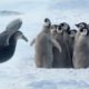 Penguin chicks rescued by unlikely hero | Spy In The Snow | BBC Earth