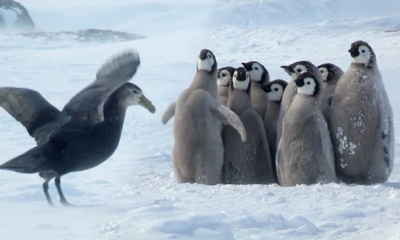 Penguin chicks rescued by unlikely hero | Spy In The Snow | BBC Earth