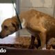 Perro de refugio "agresivo" finalmente se siente seguro | El Dodo