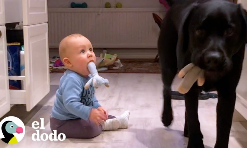 Perro le enseña a su pequeño humano cómo ser un cachorro | Almas Gemelas | El Dodo