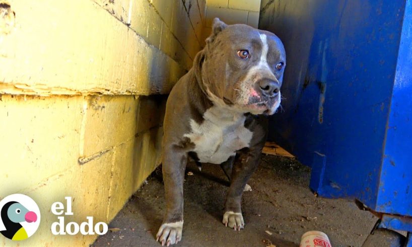 Perro no dejaba de temblar hasta que sus rescatistas le dieron un abrazo | Puro Pitbull | El Dodo