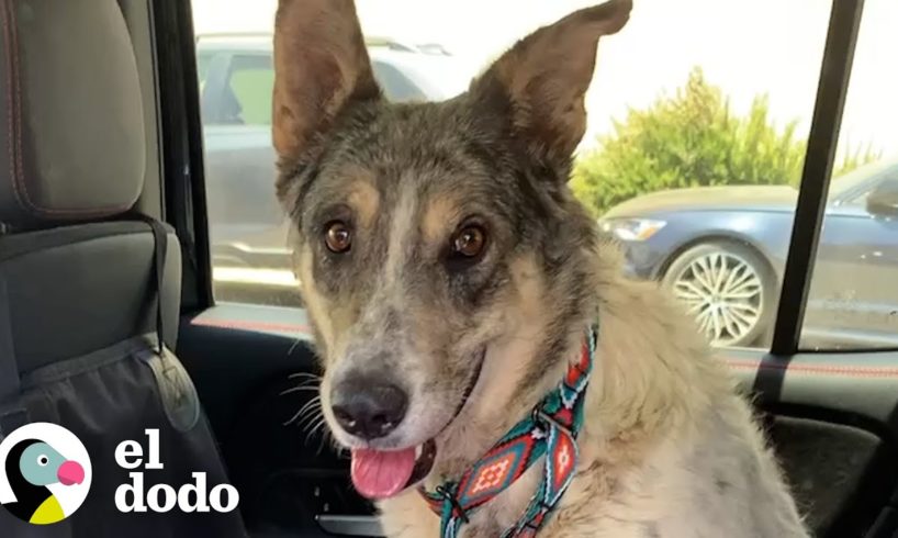 Perro que estaba demasiado asustado para caminar incluso le encanta jugar con juguetes | El Dodo