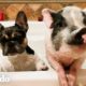 Perro y cerdo son los hermanos más lindos y cercanos de la historia | Parejas Disparejas | El Dodo