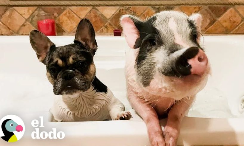 Perro y cerdo son los hermanos más lindos y cercanos de la historia | Parejas Disparejas | El Dodo