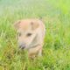 Pets Videos - Baby Dog Playing at the Fields #001 [Animals King]