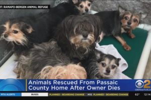 Pets rescued after owner dies