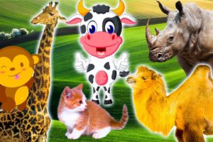Physical features of animals: cow, monkey, cat, giraffe, turtle - Part 13
