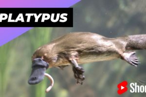 Platypus 🐶 One Of The Cute And Dangerous Animals In The World #shorts