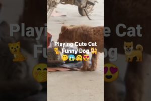 Playing Cute Cat Funny Dog || #Shorts Video|| #funny videos|| #Little Cat|| #Little Dog...