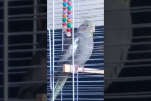 Playing with toy #cockatiel #shorts #animals #pets #cute #birds #new #viral #video #toys  #trending