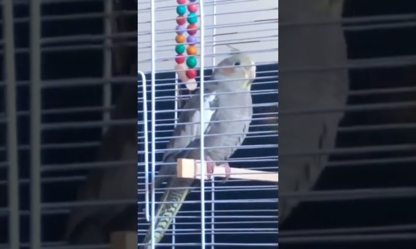 Playing with toy #cockatiel #shorts #animals #pets #cute #birds #new #viral #video #toys  #trending
