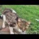 Poor Stray Cat Was Looking For Food When We Found It (Animal Rescue)