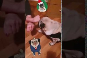 Pug Puppy Tobi Learning Tricks - Funny Cute Animals #Shorts